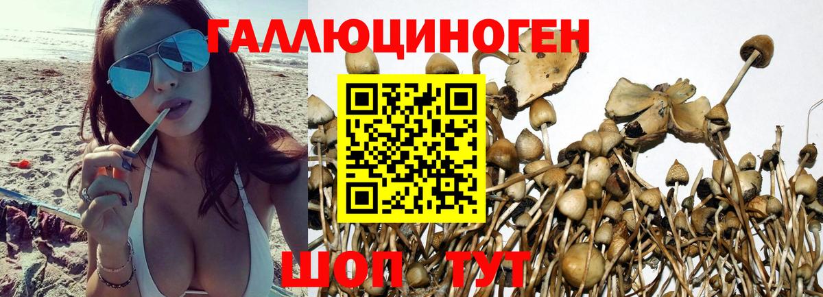 Реж  дарнет шоп  Вход с VPN  Псилоцибиновые грибы мухоморы  Псилоцибиновые грибы ЛСД 